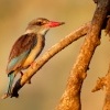 Lednacek kapovy - Halcyon albiventris - Brown-hooded Kingfisher o6306